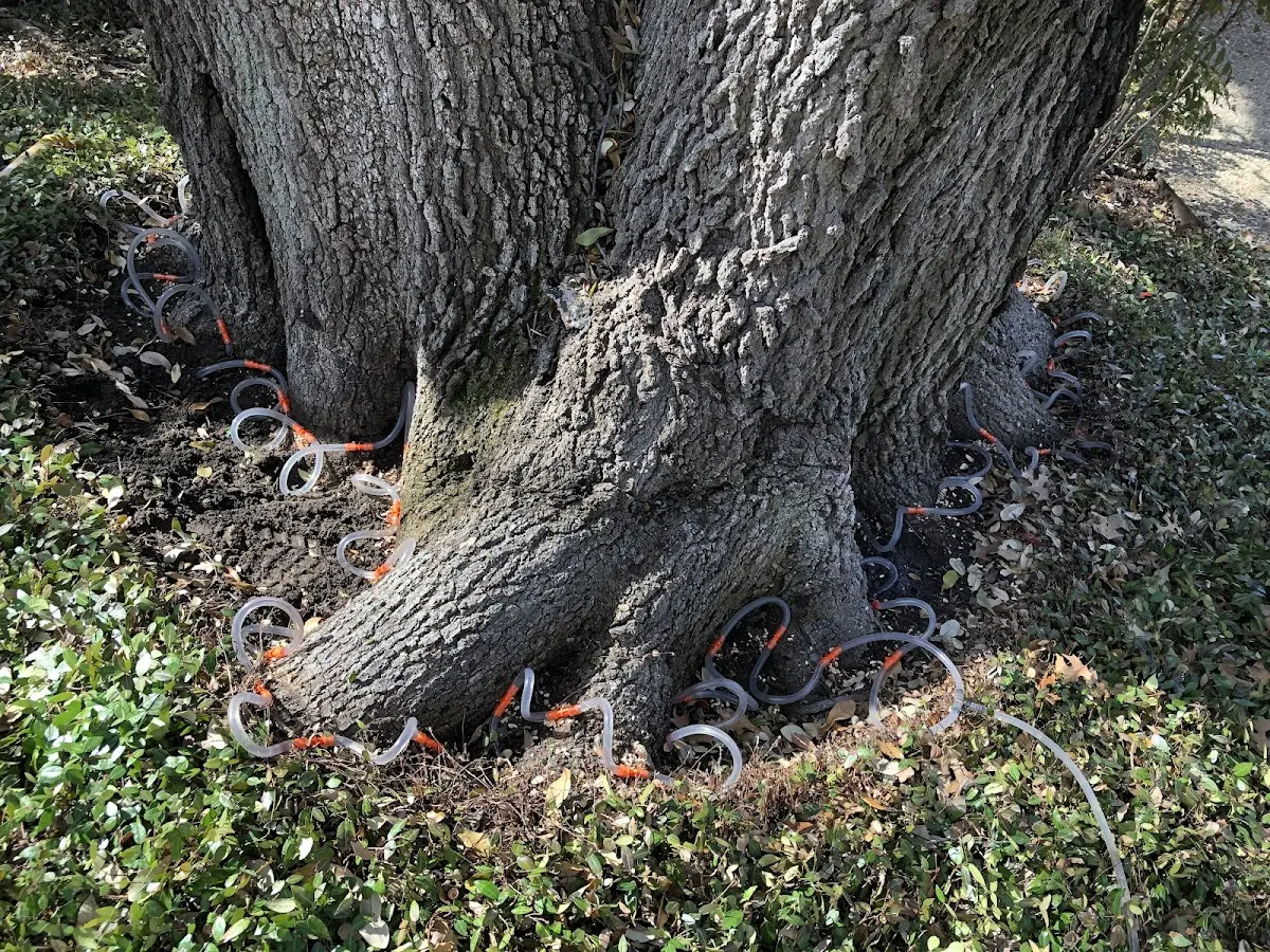 Detailed Tree Cabling and Bracing job site in Bondville