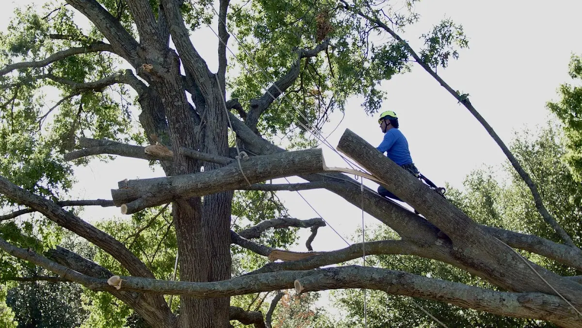 Professional Crown Thinning performed by certified arborists in Bondville
