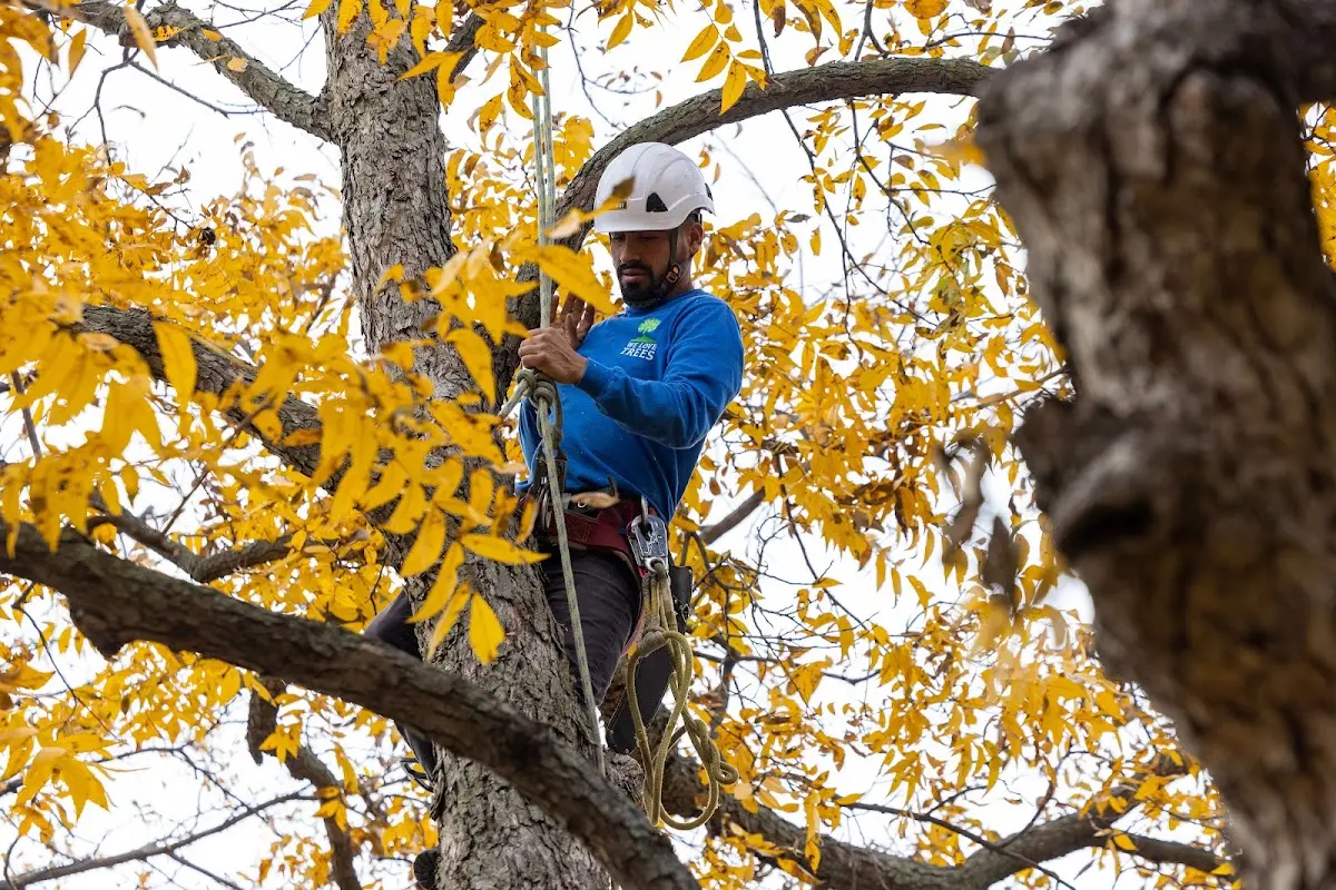 Skilled Storm Damage Cleanup crew working in Bondville